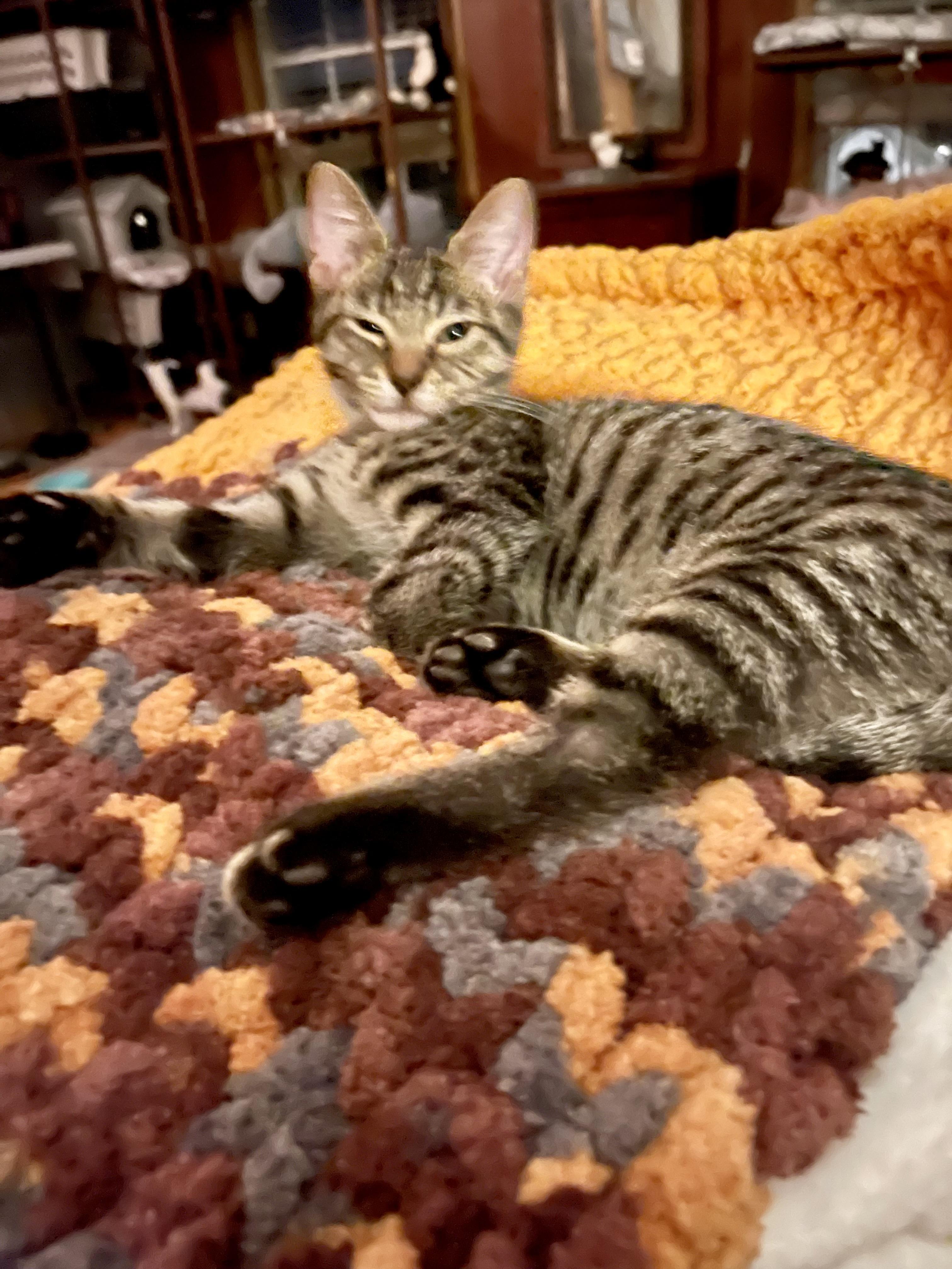 Enlarge Toro (Tiger), an adoptable Tabby in Belvidere, IL image 3/4