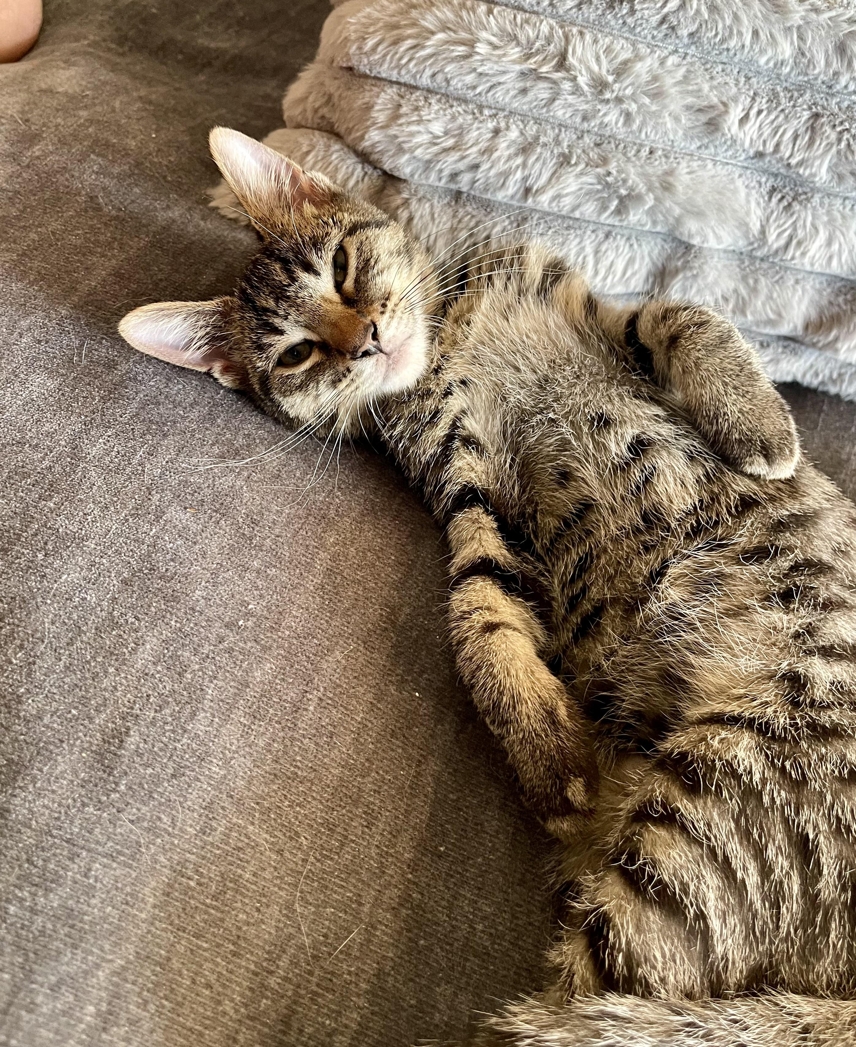 Enlarge Toro (Tiger), an adoptable Tabby in Belvidere, IL image 4/4