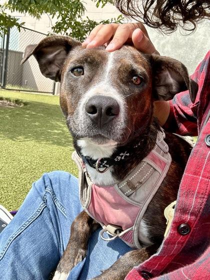 Enlarge Naomi, a Adoptable mixed breed in Wichita, KS image 2/3