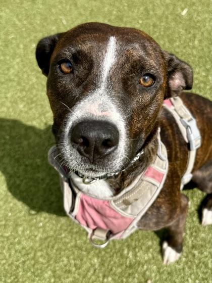 Enlarge Naomi, a Adoptable mixed breed in Wichita, KS image 3/3