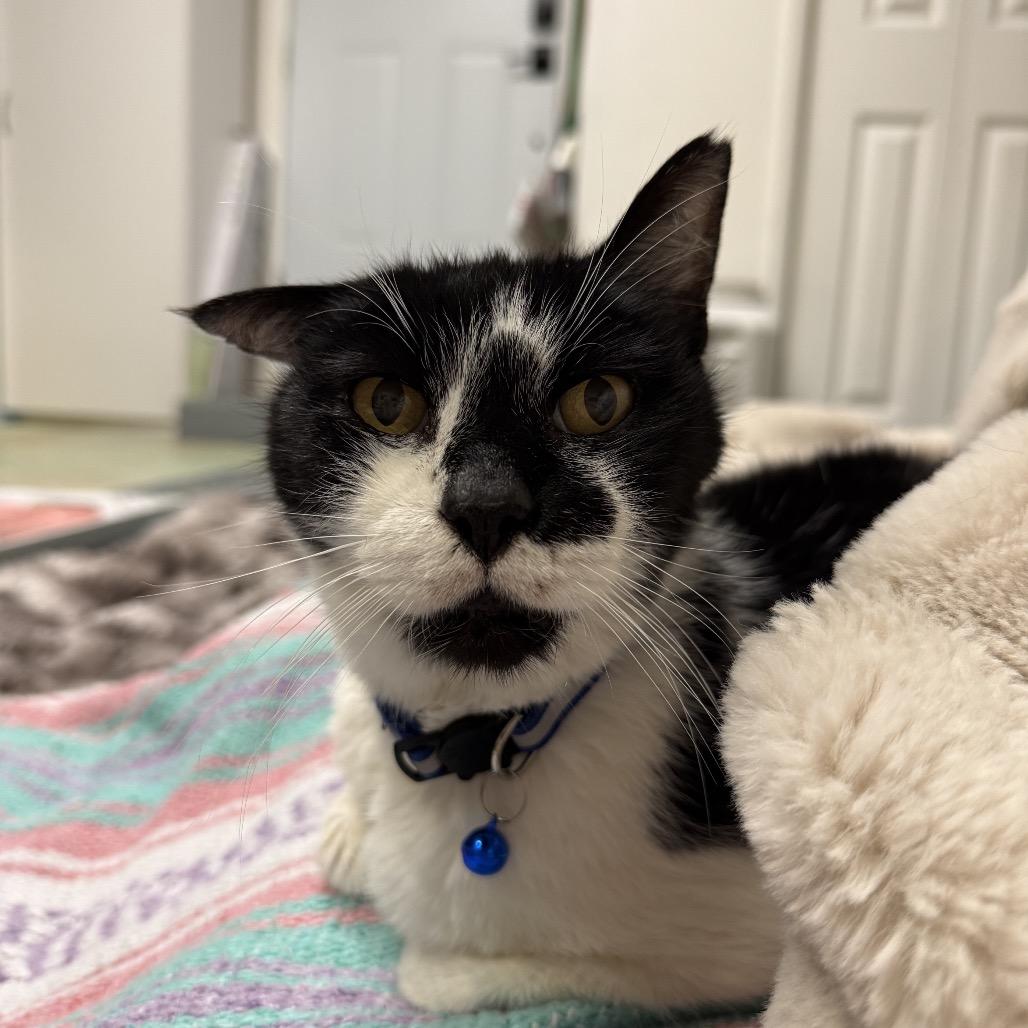 Freddy, Adoptable, Senior Male American Shorthair.