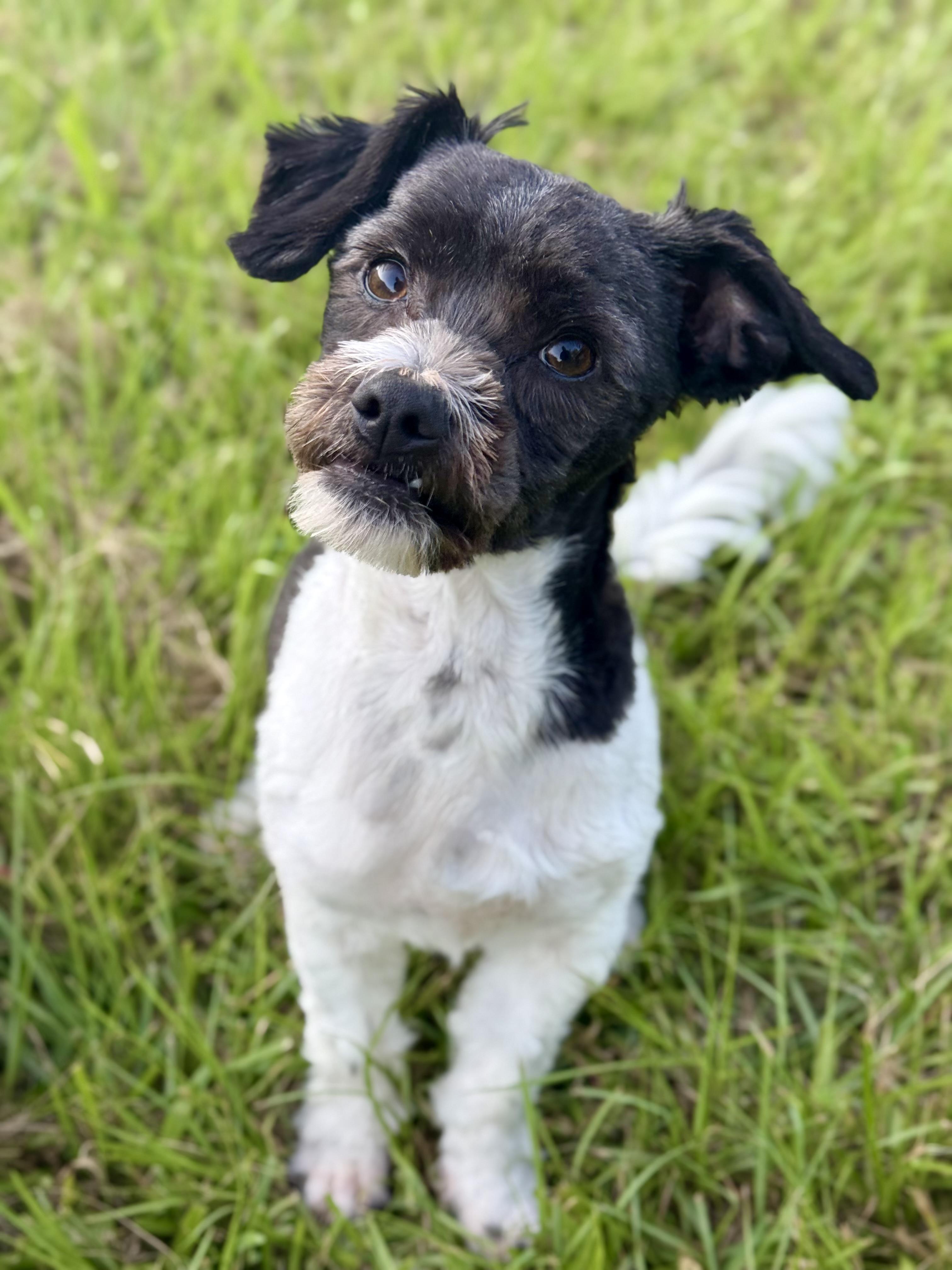 Enlarge Jess, an adopted mixed breed in Humble, TX image 2/6