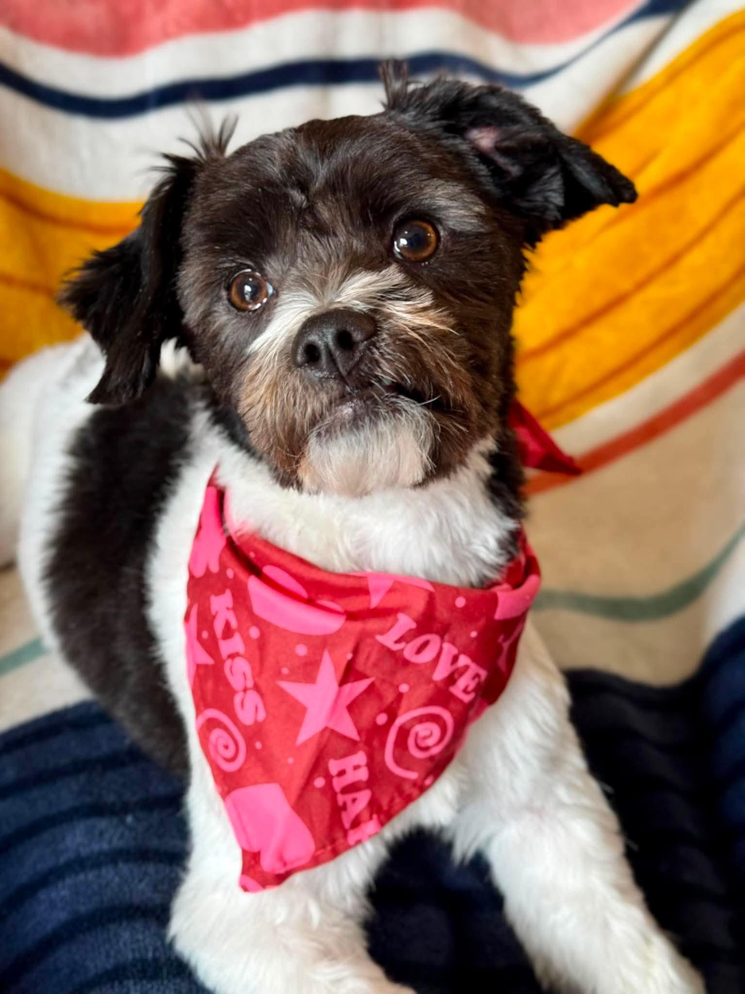 Enlarge Jess, an adopted mixed breed in Humble, TX image 6/6