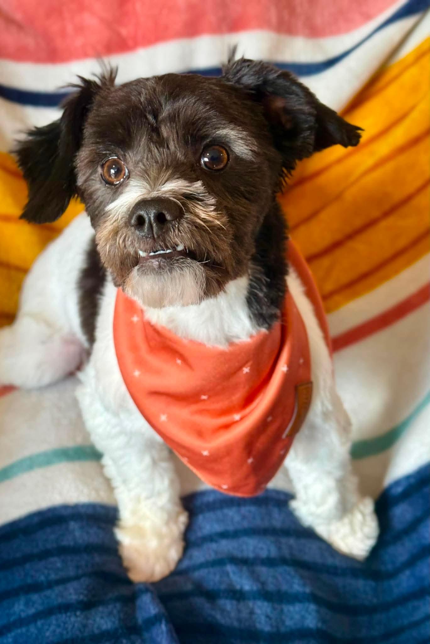 Jess, adopted, Young Female Shih Tzu & Maltese.
