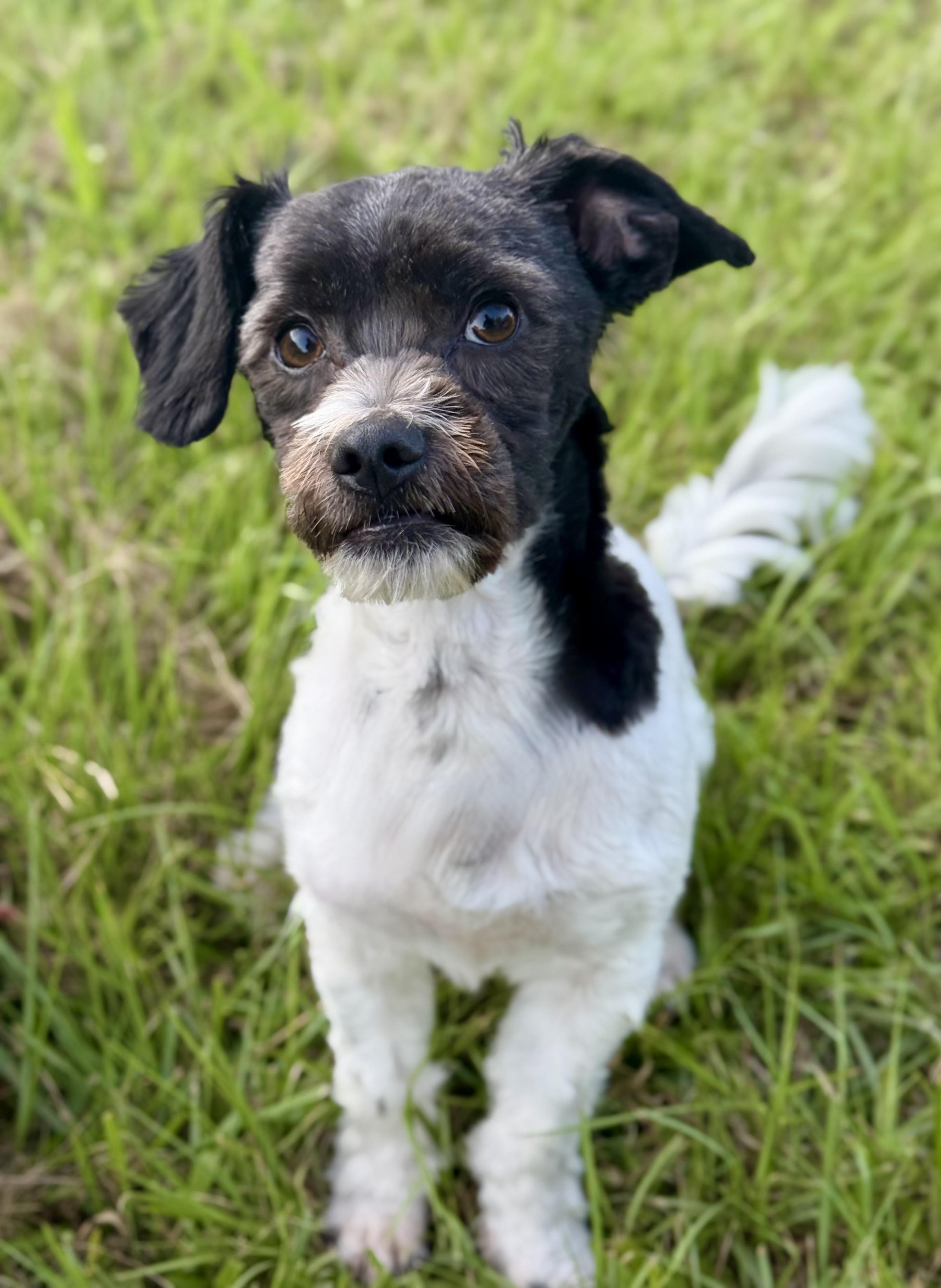 Enlarge Jess, an adopted mixed breed in Humble, TX image 5/6