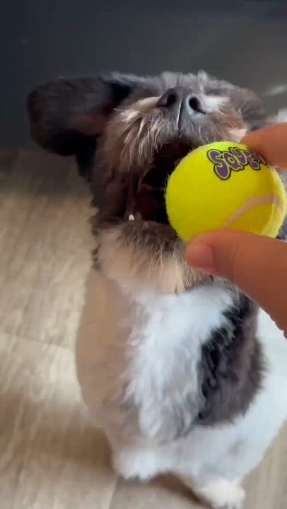 Enlarge Jess, an adopted mixed breed in Humble, TX video 3/6