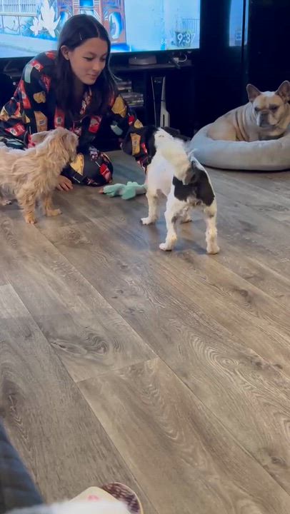 Enlarge Jess, an adopted mixed breed in Humble, TX video 4/6
