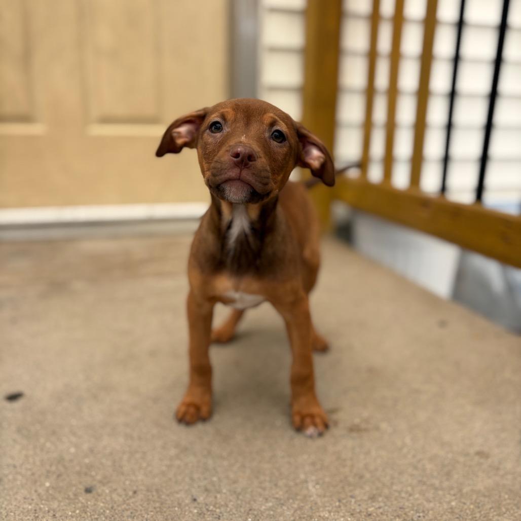 Enlarge Tart , a ADOPTABLE Pit Bull Terrier in Fenton, MI image 1/2
