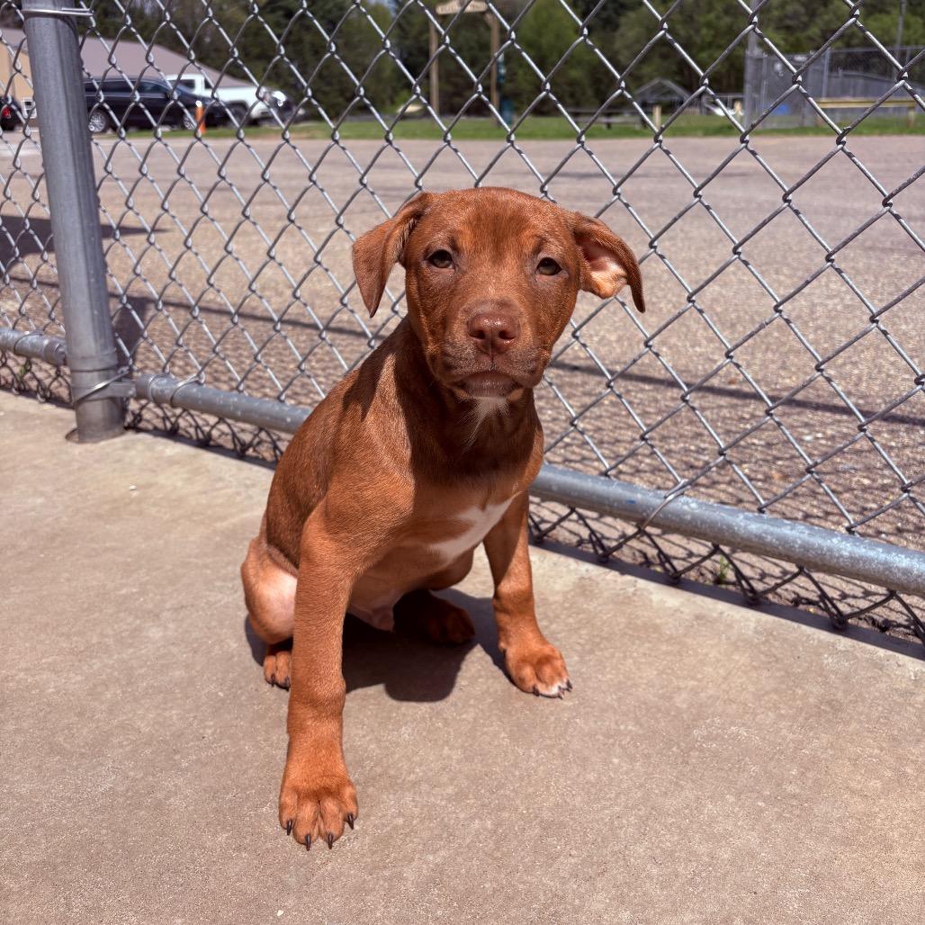 Tart , ADOPTABLE, Puppy Male Pit Bull Terrier.
