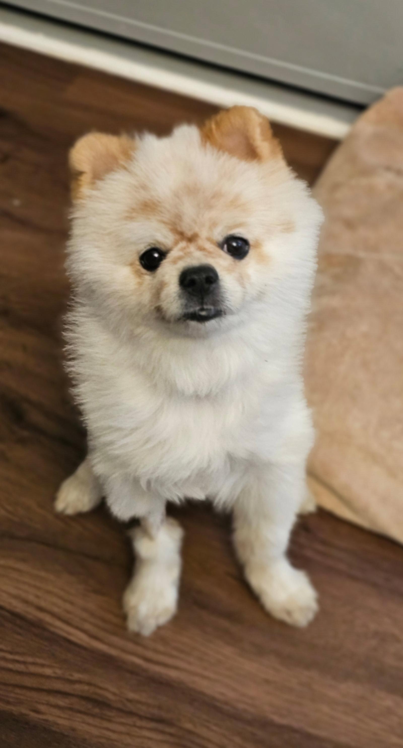 Wilbur, a Adopted Pomeranian in Lebanon, PA image 1/3