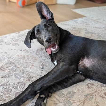 Heath The King Size Candy Bar