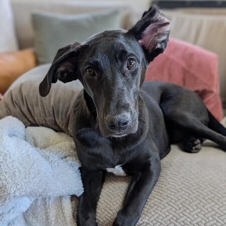 Heath The King Size Candy Bar — thumbnail 3