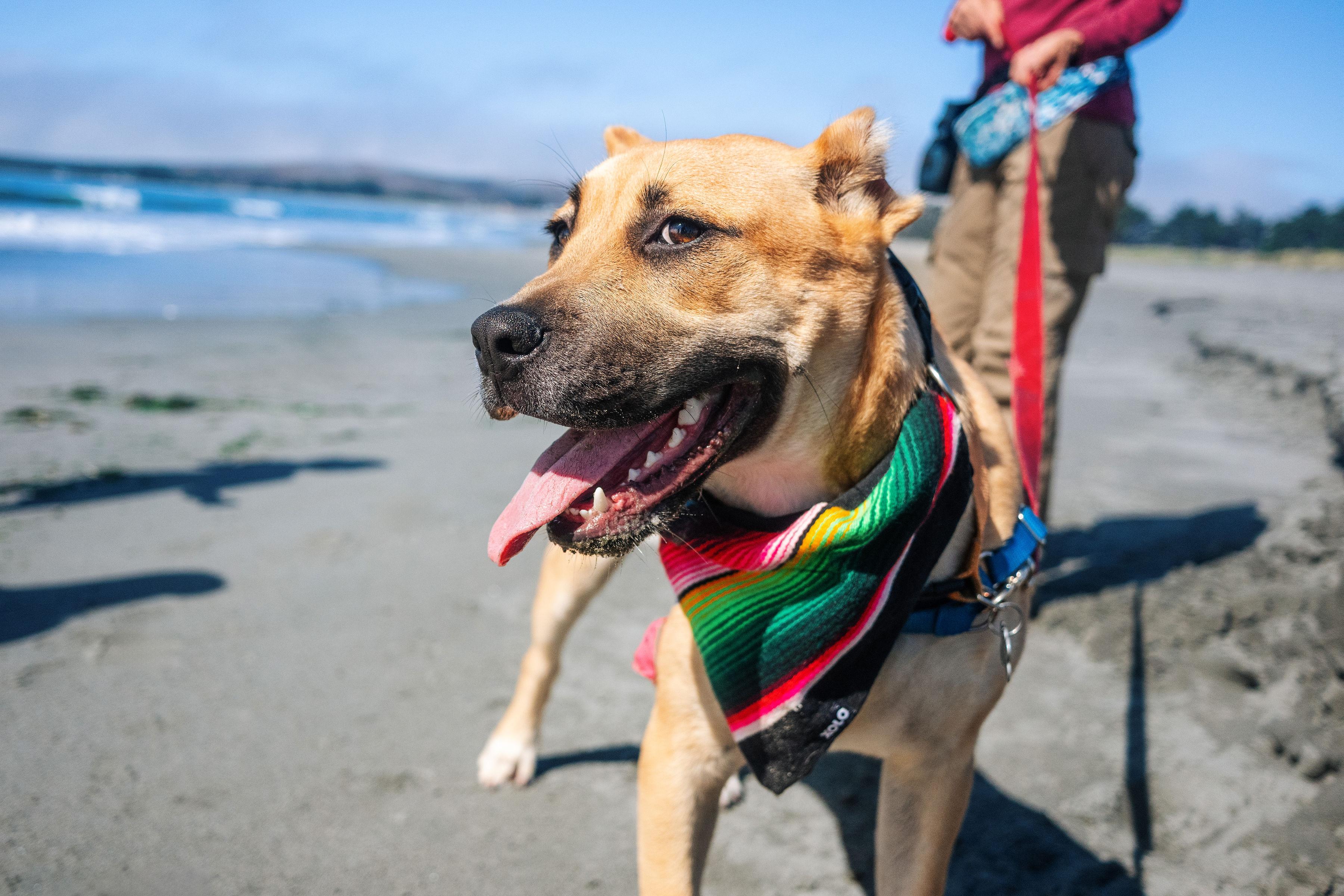 Bosco, a Adoptable mixed breed in Santa Rosa, CA image 1/6