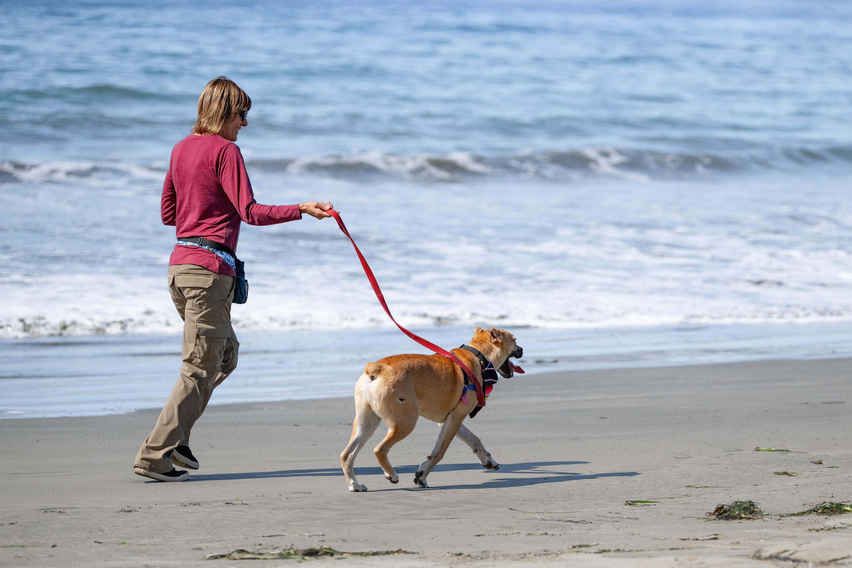 Bosco, a Adoptable mixed breed in Santa Rosa, CA image 2/6
