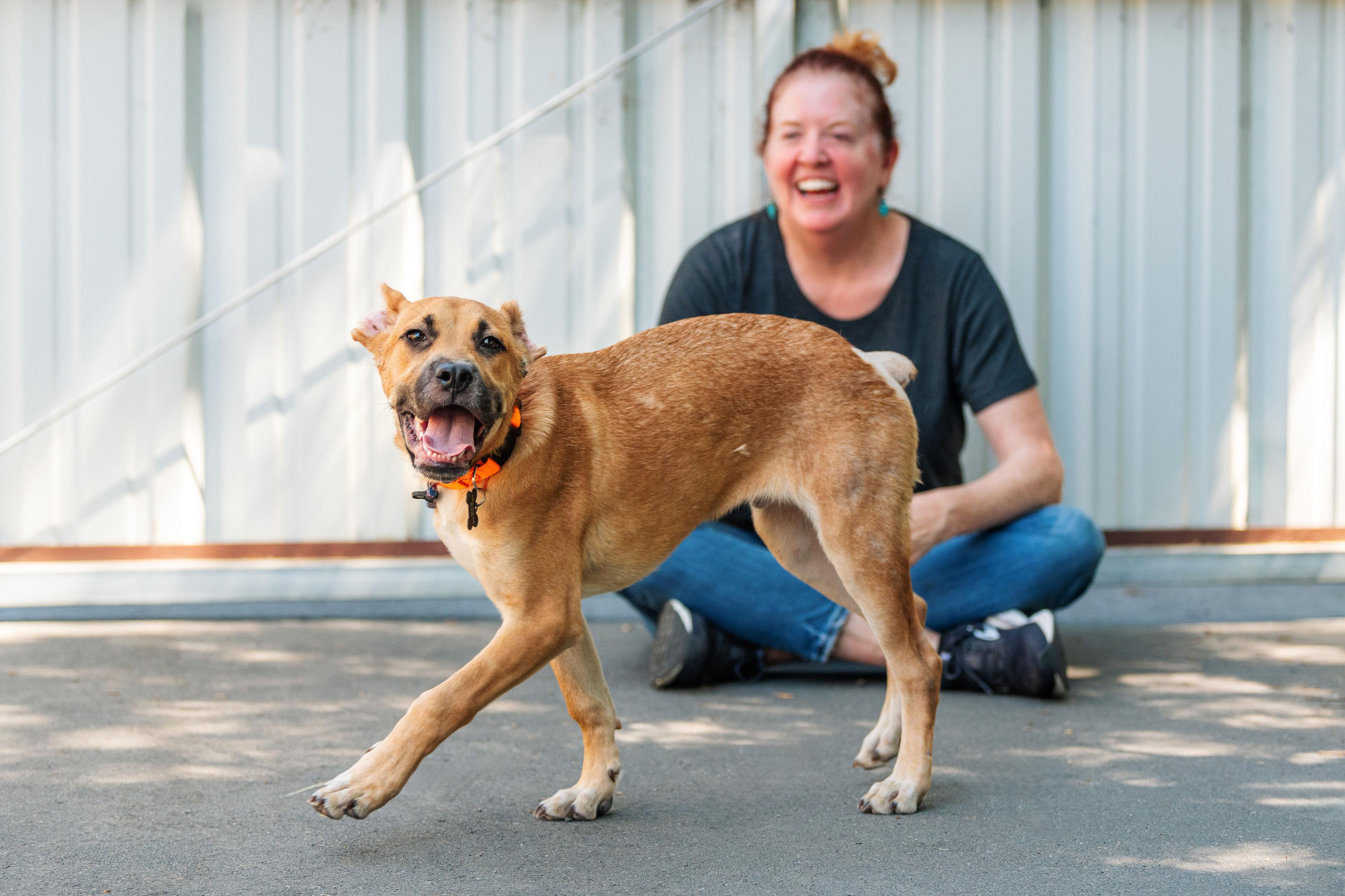 Bosco, a Adoptable mixed breed in Santa Rosa, CA image 3/6