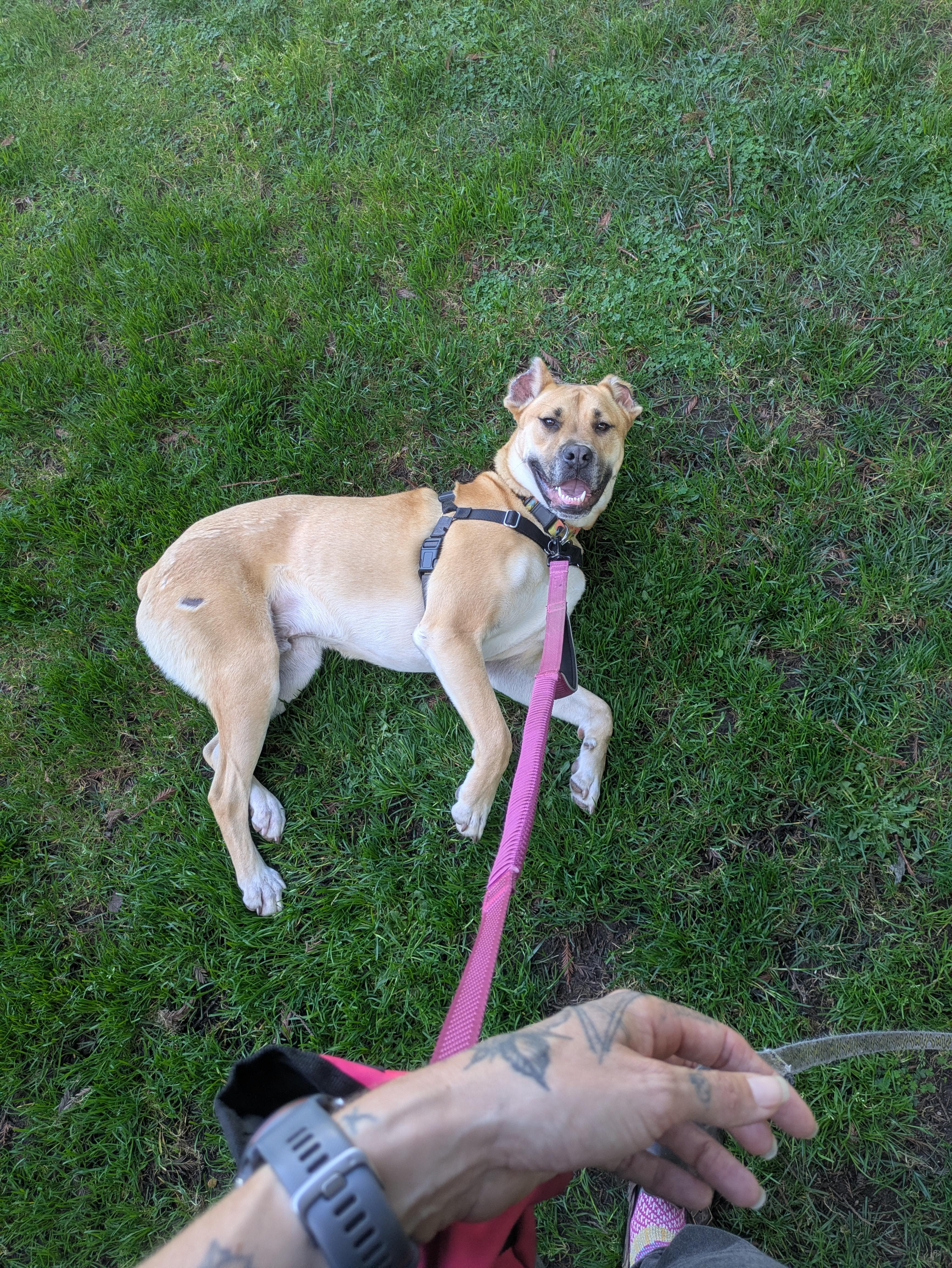 Bosco, Adoptable, Young Male Boxer & Mastiff.