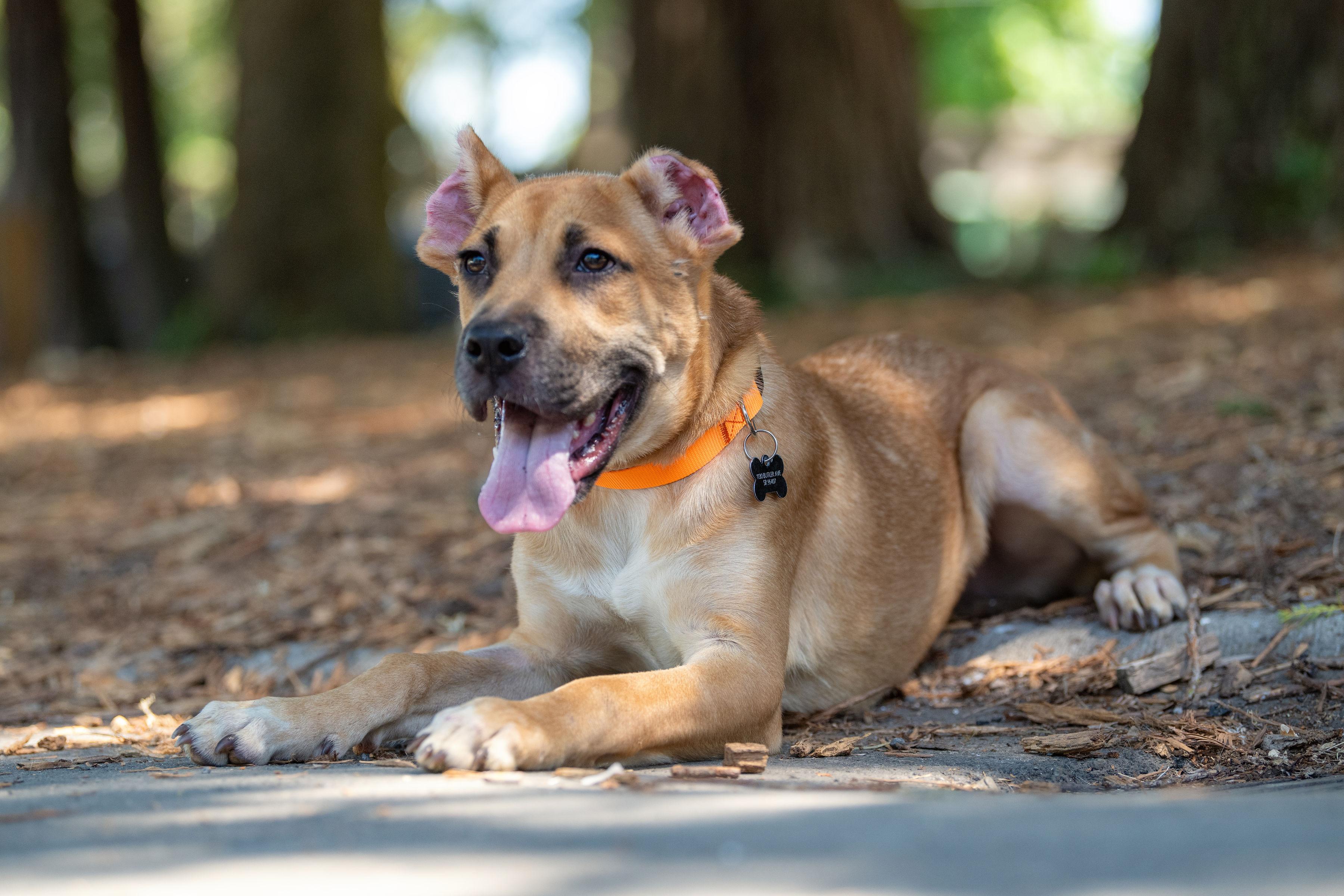 Bosco, a Adoptable mixed breed in Santa Rosa, CA image 5/6