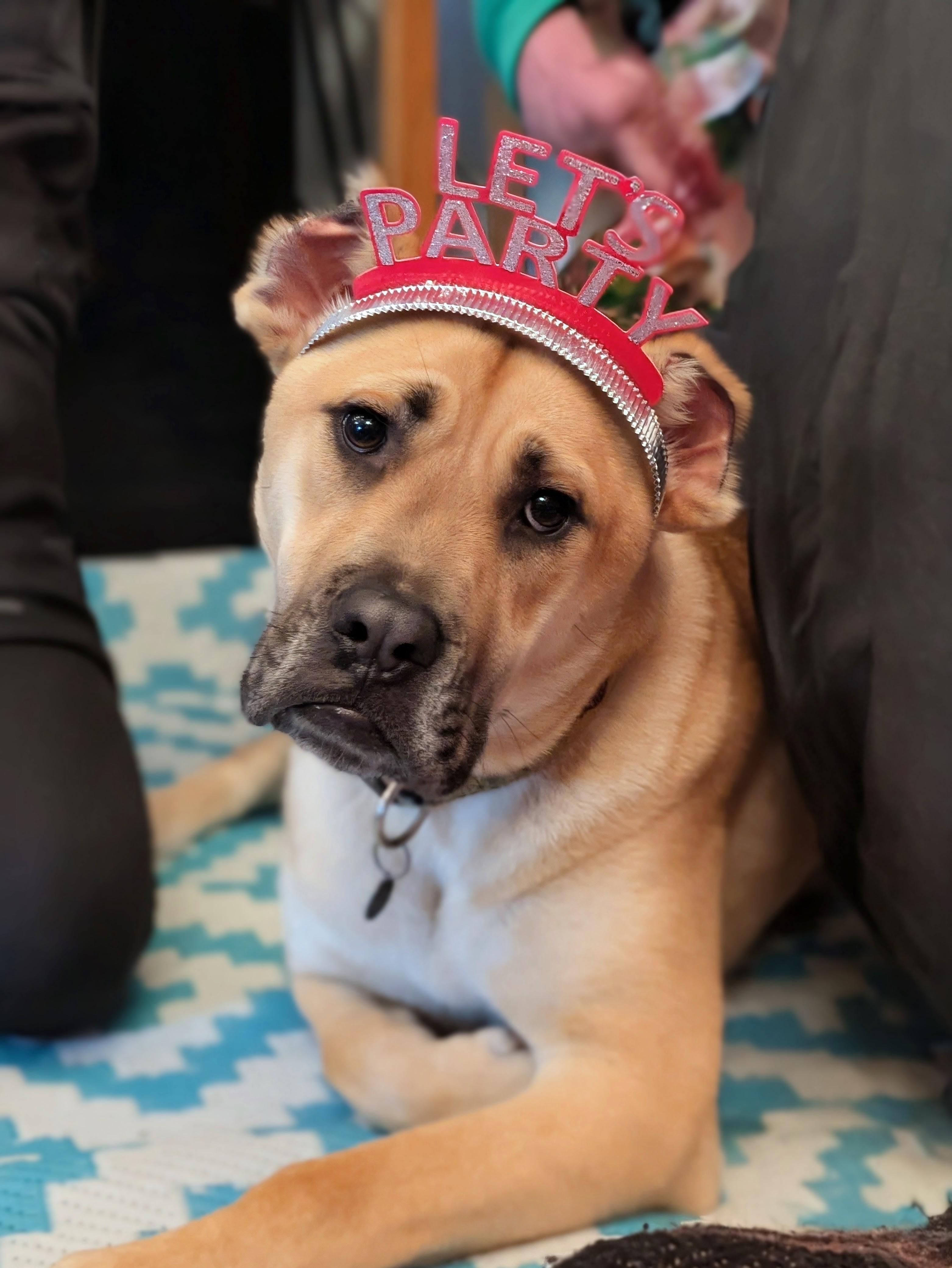 Bosco, Adoptable, Young Male Boxer & Mastiff.