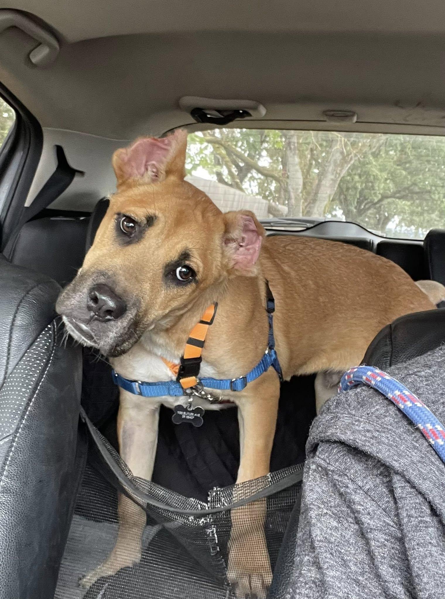 Bosco, a Adoptable mixed breed in Santa Rosa, CA image 6/6