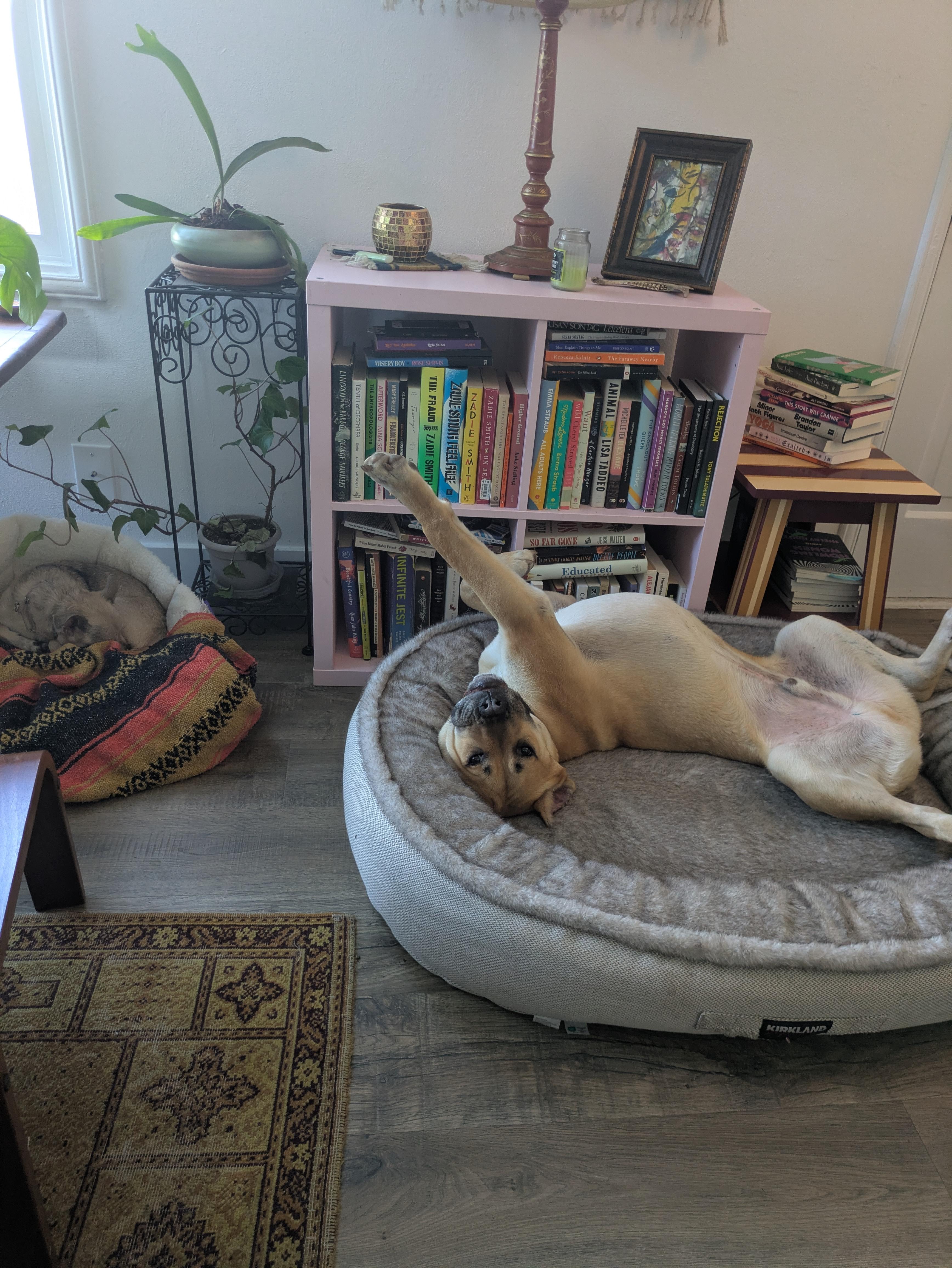 Bosco, a Adoptable mixed breed in Santa Rosa, CA image 6/6