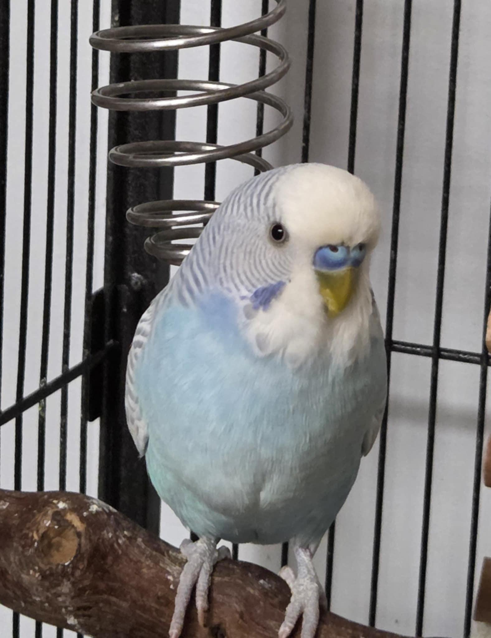 Cupcake, Adult Male unknown