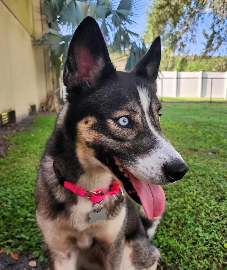 Josie