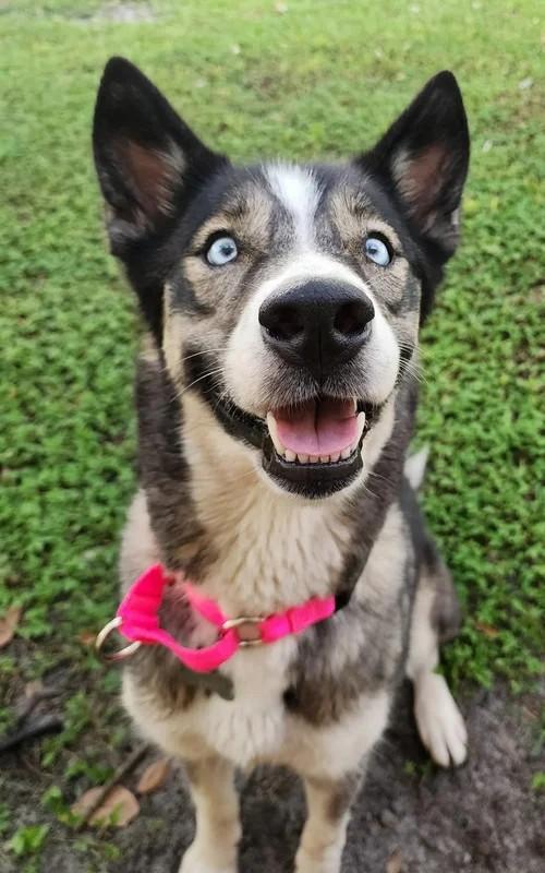 Josie