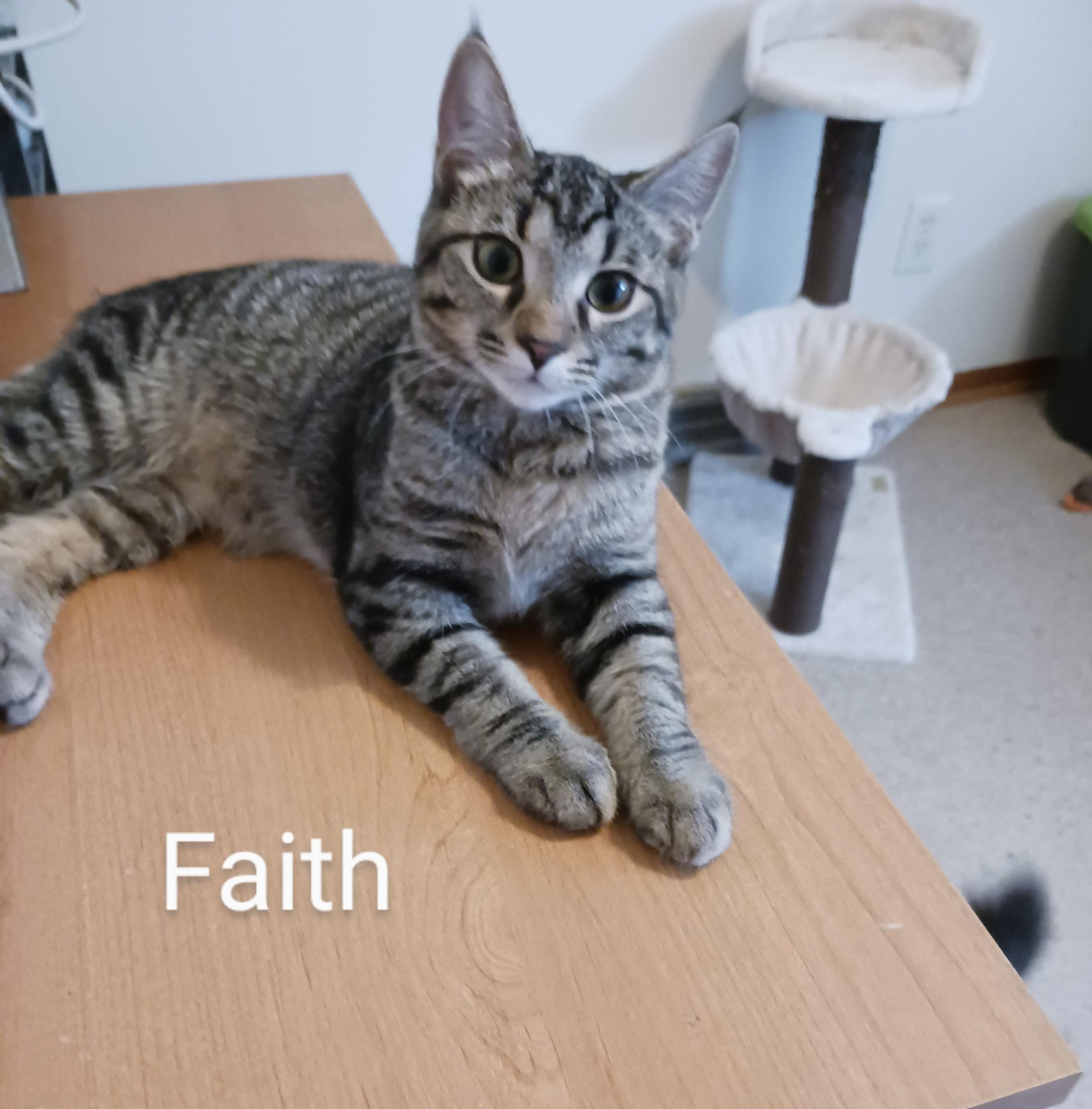 Faith, a Adoptable Domestic Short Hair in Kenosha, WI image 1/3