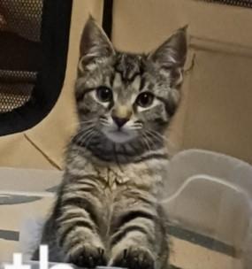 Faith, a Adoptable Domestic Short Hair in Kenosha, WI image 2/3