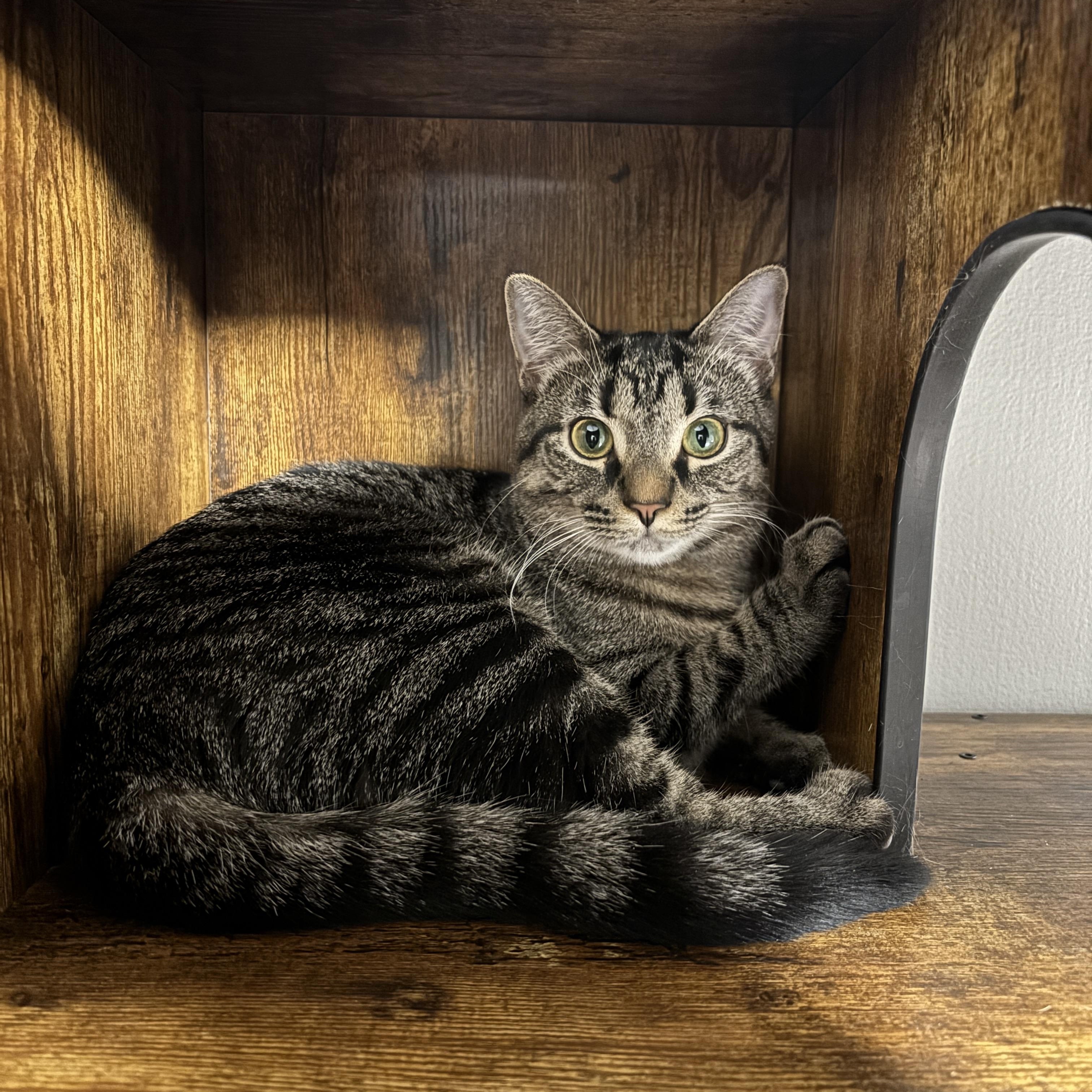 Enlarge Faith, a Adoptable Domestic Short Hair in Kenosha, WI image 1/1