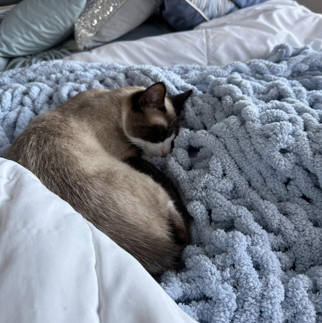 Enlarge Bandie Brown, a Adopted Siamese in Staten Island, NY image 3/3