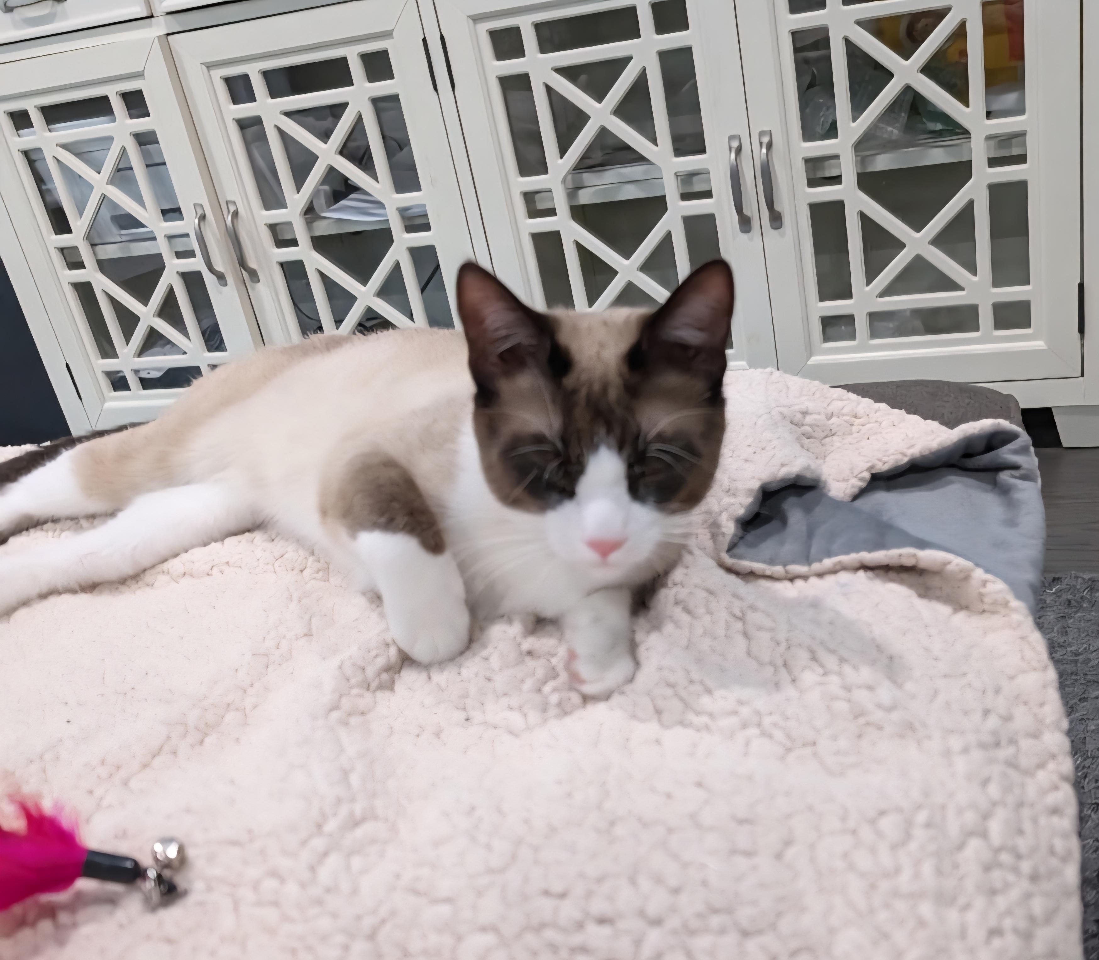 Enlarge Bandie Brown, a Adopted Siamese in Staten Island, NY image 2/3