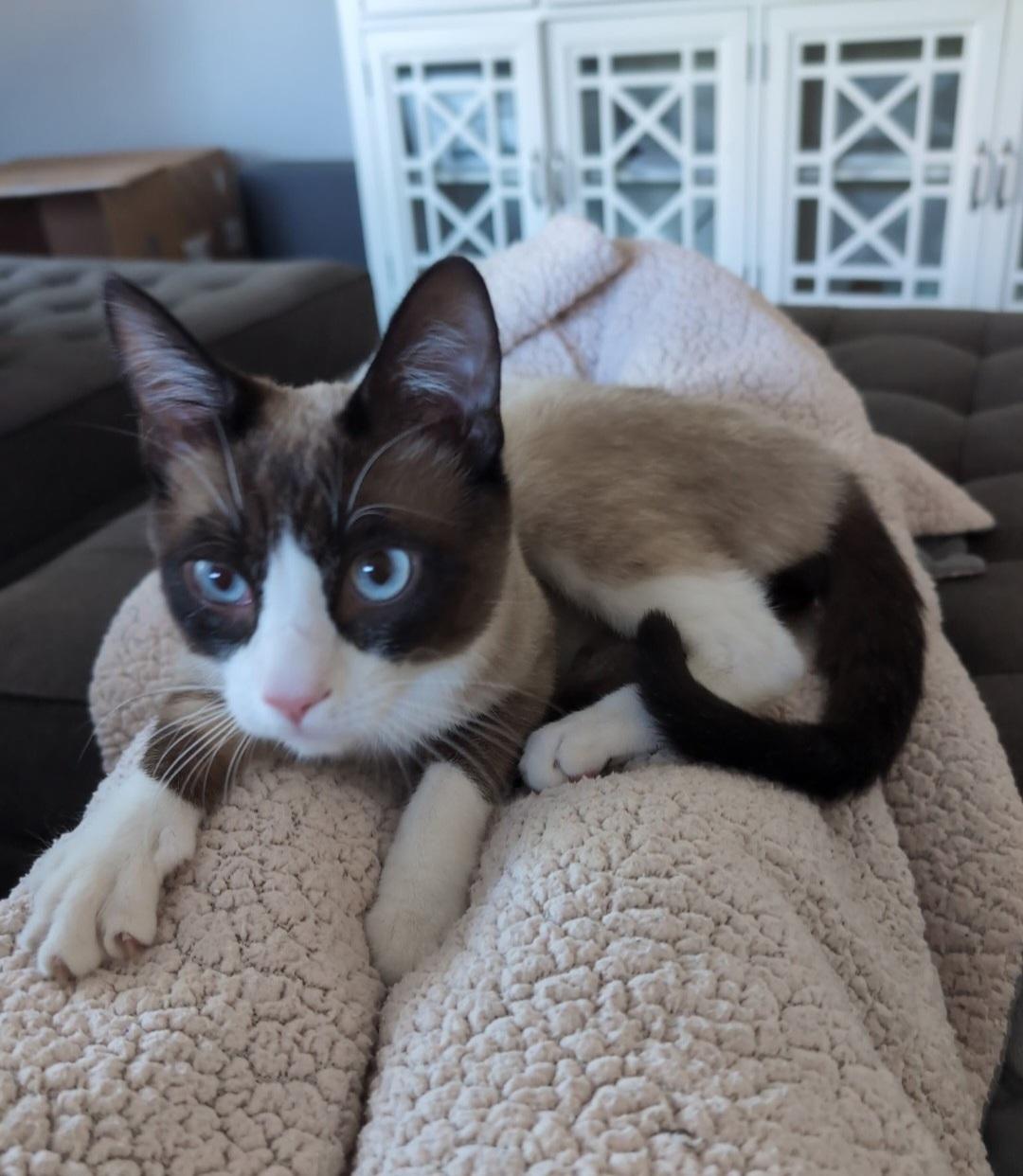 Bandie Brown, Adopted, Young Male Siamese.