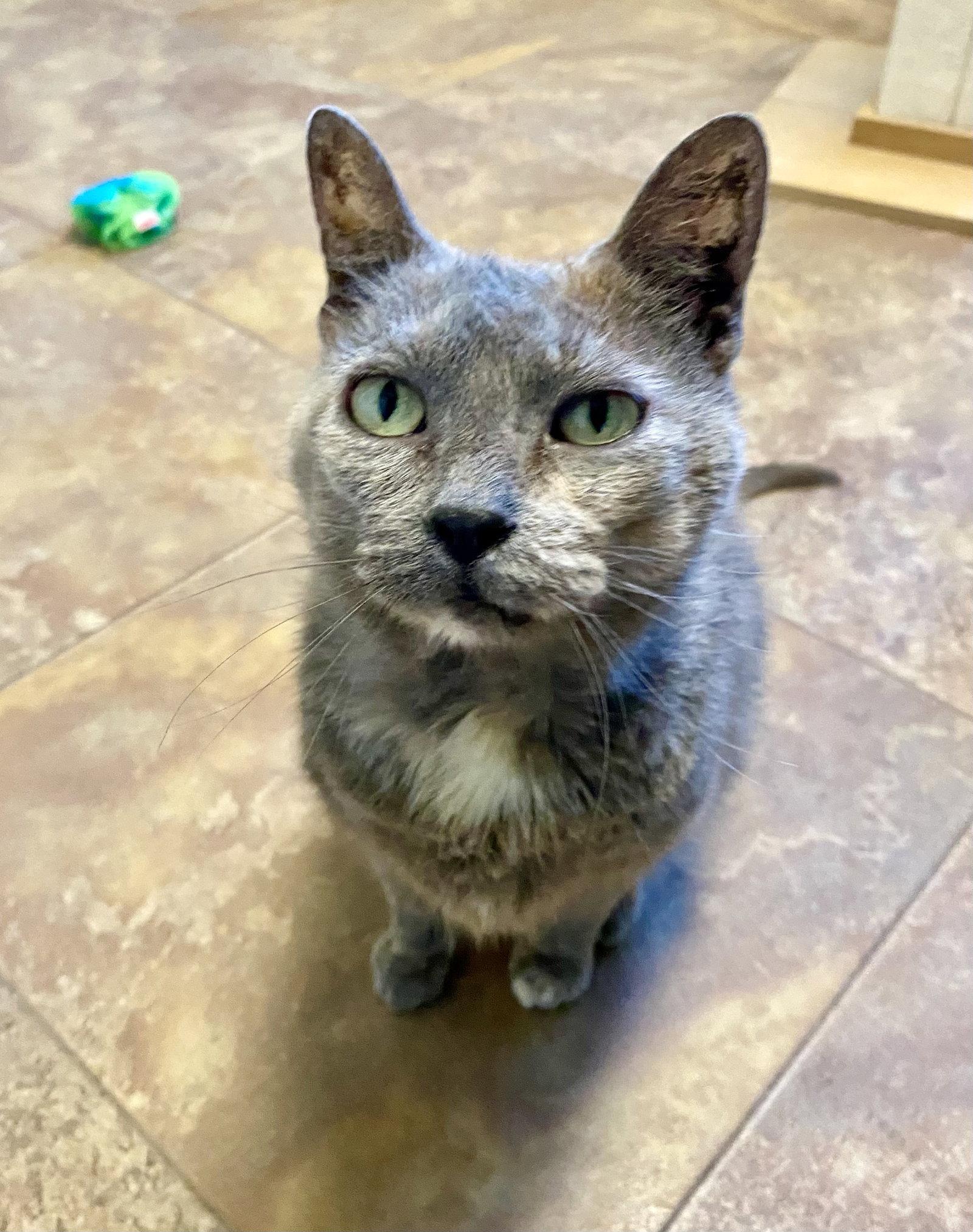 Winnifred, Adoptable, Adult Female Domestic Short Hair & Tortoiseshell.