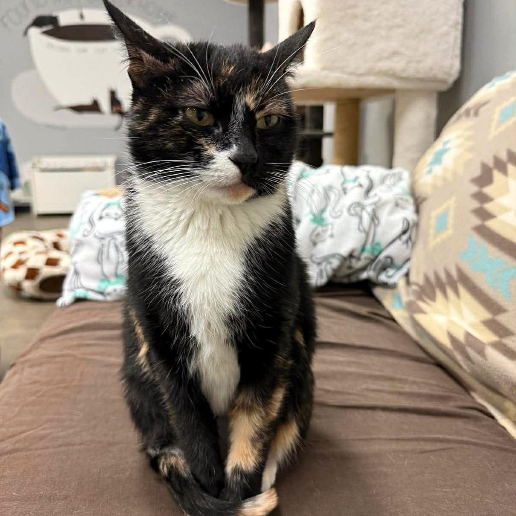 Searis, Adoptable, Adult Female Domestic Short Hair.