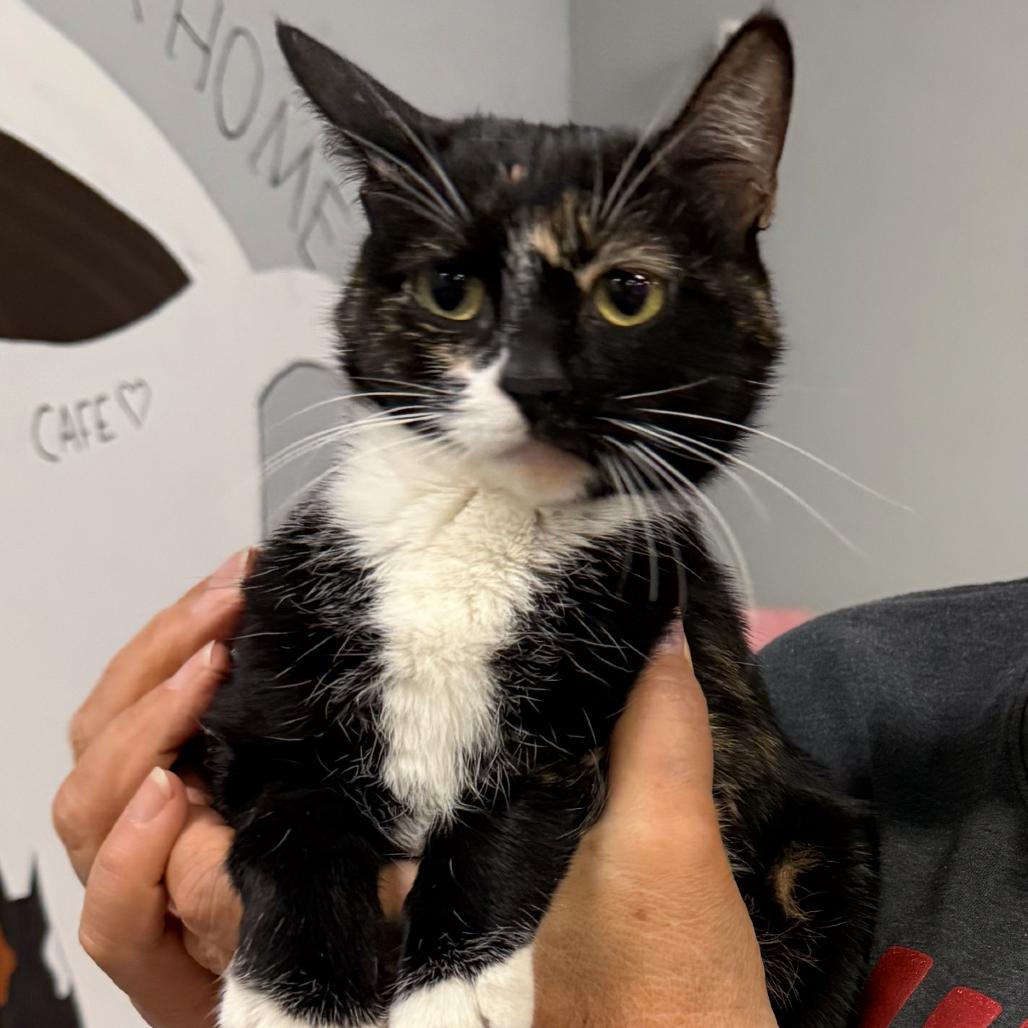 Searis, a Adoptable Domestic Short Hair in Shawnee, KS image 2/5