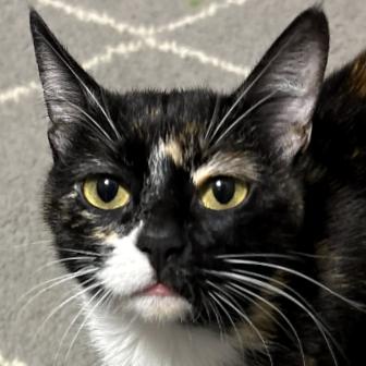 Searis, a Adoptable Domestic Short Hair in Shawnee, KS image 3/5