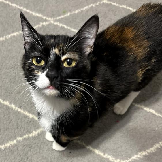 Searis, a Adoptable Domestic Short Hair in Shawnee, KS image 4/5