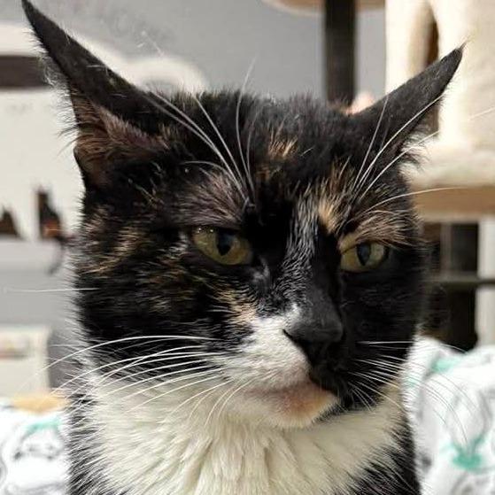 Searis, a Adoptable Domestic Short Hair in Shawnee, KS image 5/5