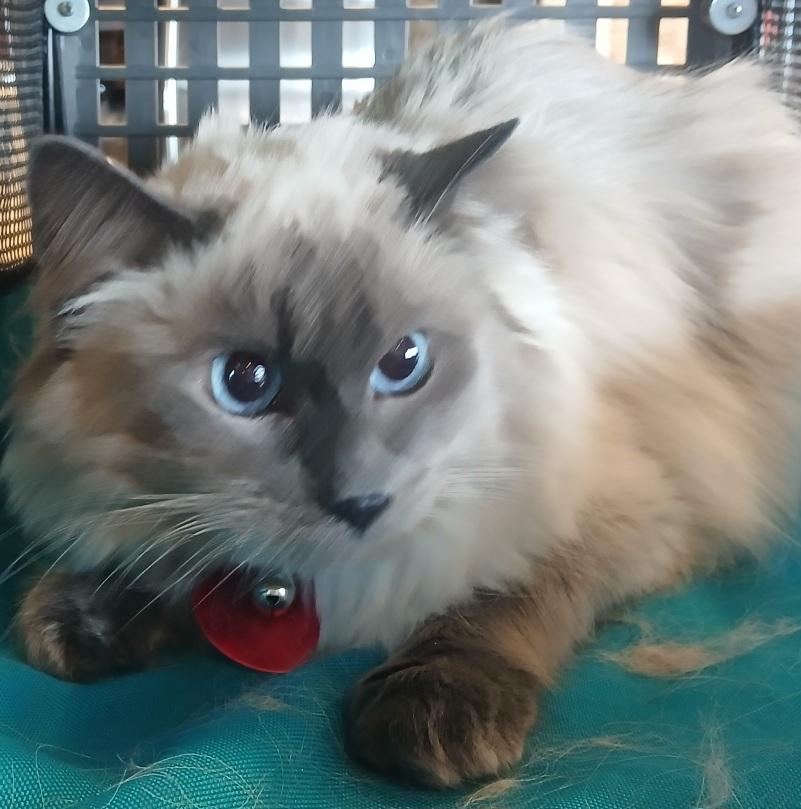 Enlarge 98827, an adopted mixed breed in Lees Summit, MO image 1/1