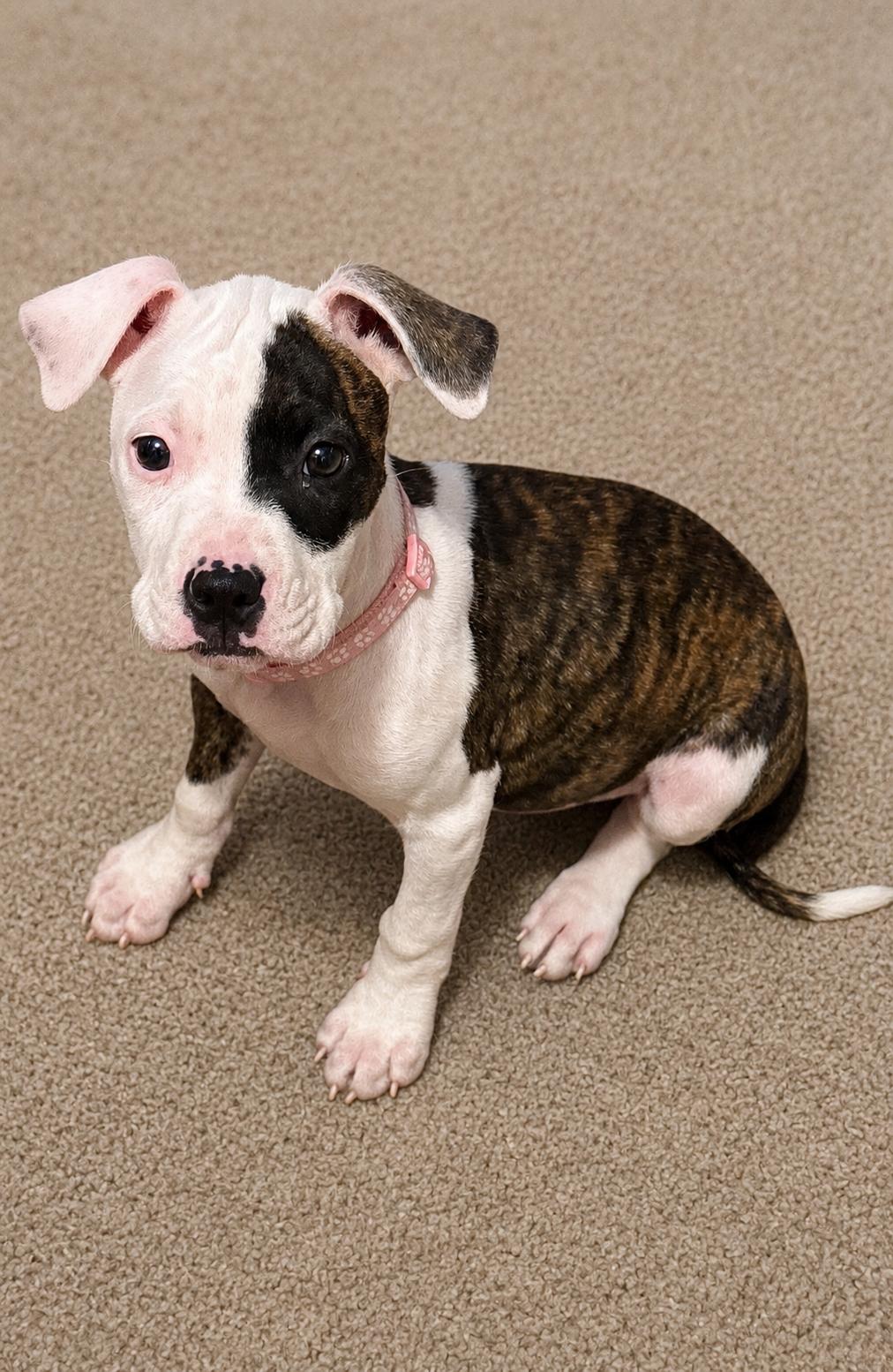 Zinnia, Adoptable, Puppy Female Pit Bull Terrier.