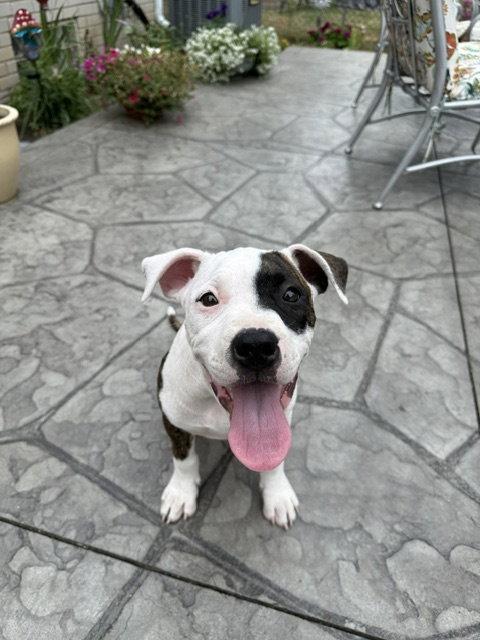 Enlarge Zinnia, a Adoptable Pit Bull Terrier in Belleville, MI image 2/3