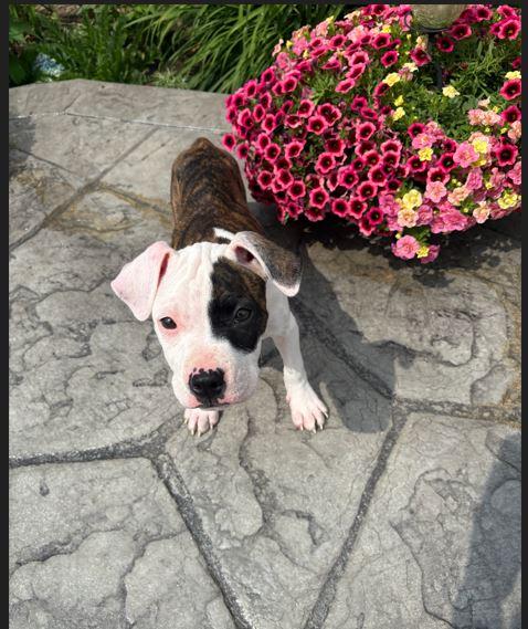 Zinnia, a Adoptable Pit Bull Terrier in Belleville, MI image 2/2