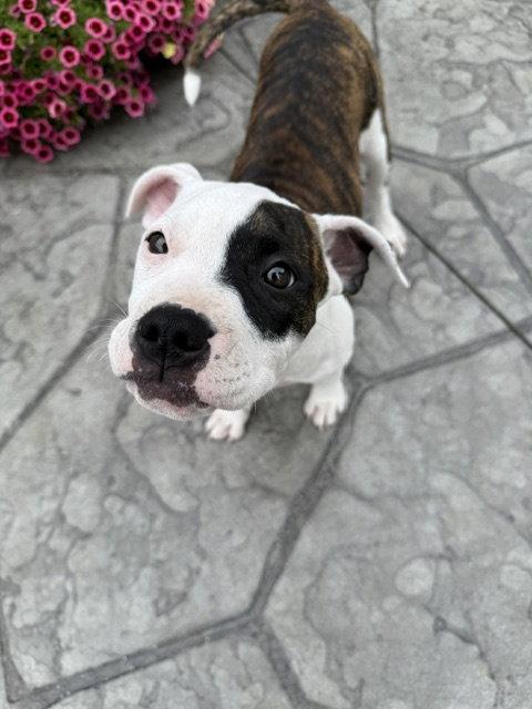 Enlarge Zinnia, a Adoptable Pit Bull Terrier in Belleville, MI image 3/3
