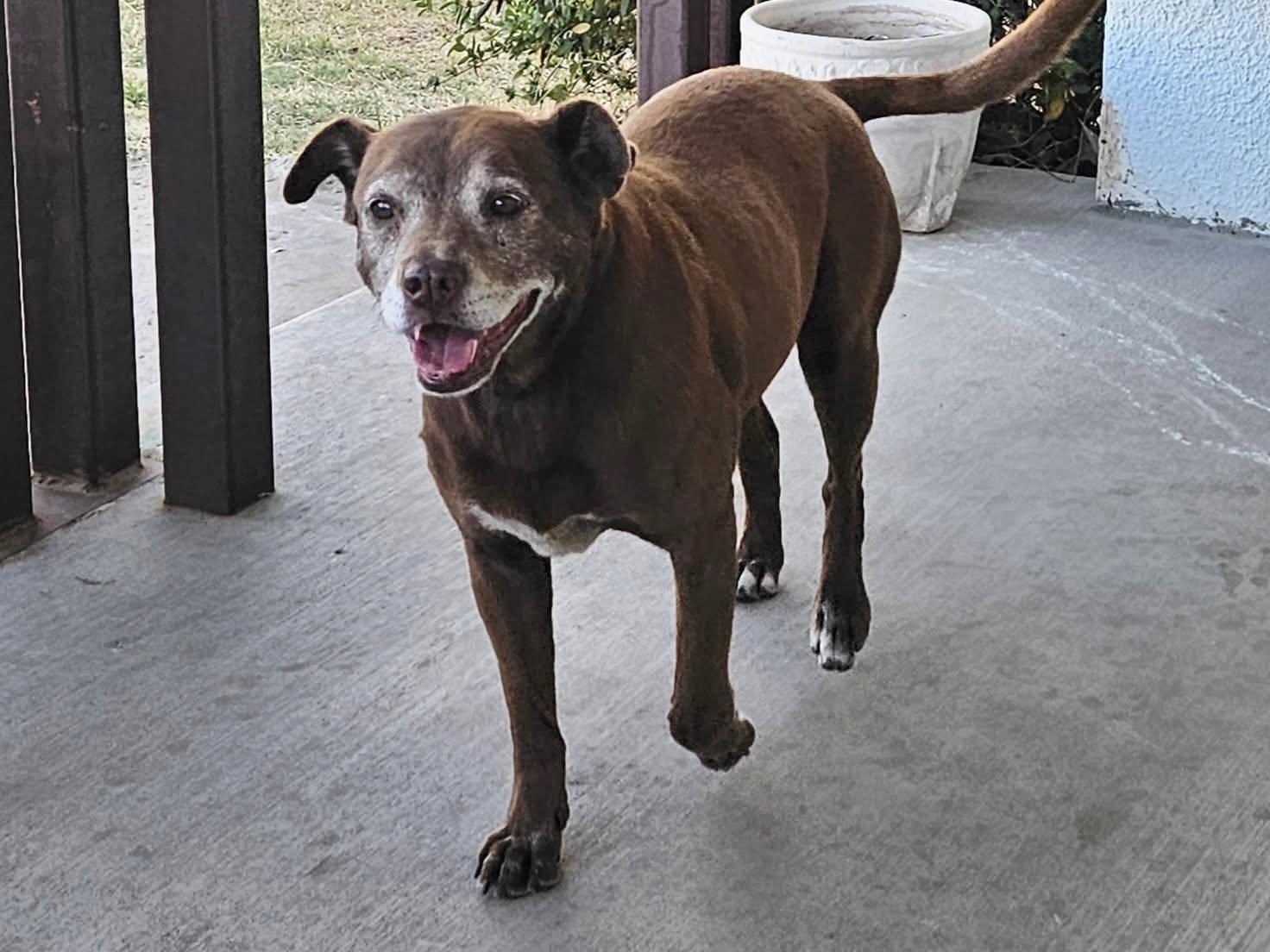 Suzie, Adoptable, Senior Female Labrador Retriever.