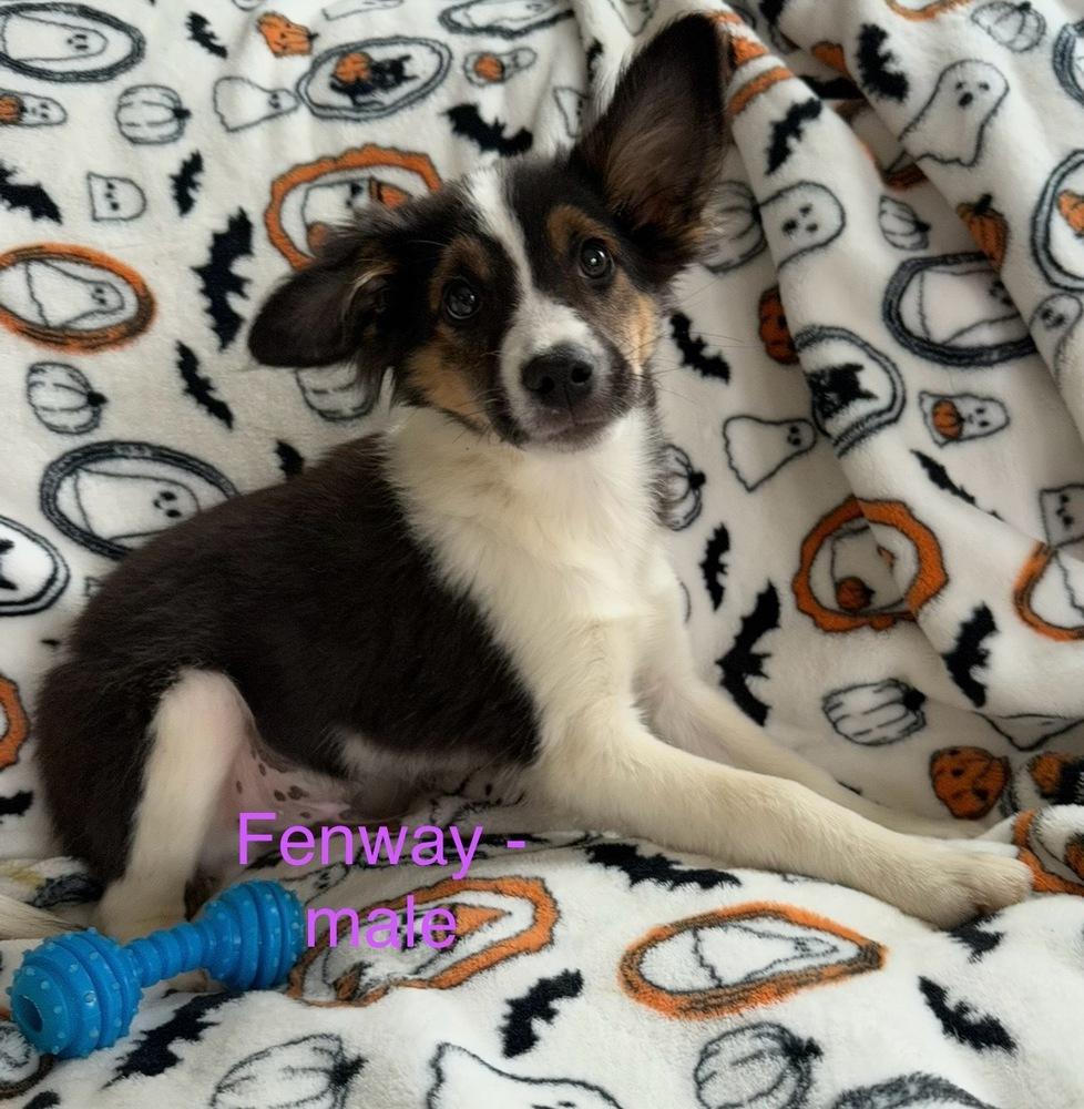 Fenway, Adoptable, Puppy Male Australian Shepherd.