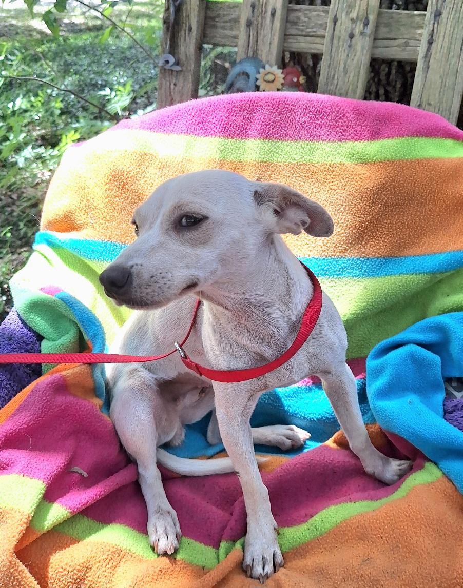 Elvia WV14597-T LOCAL Adoption Event in Woodinville 8/23, adopted, Adult Female Chihuahua.