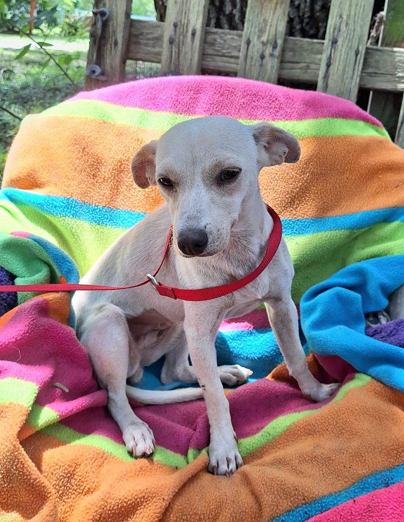 Elvia WV14597-T LOCAL Adoption Event in Woodinville 8/23, an adopted mixed breed in Woodinville, WA image 2/6