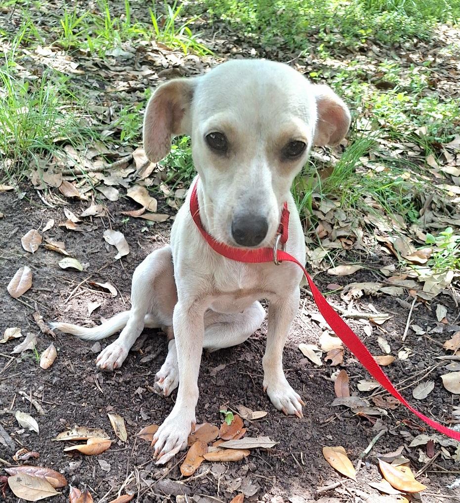 Elvia WV14597-T LOCAL Adoption Event in Woodinville 8/23, an adopted mixed breed in Woodinville, WA image 3/6