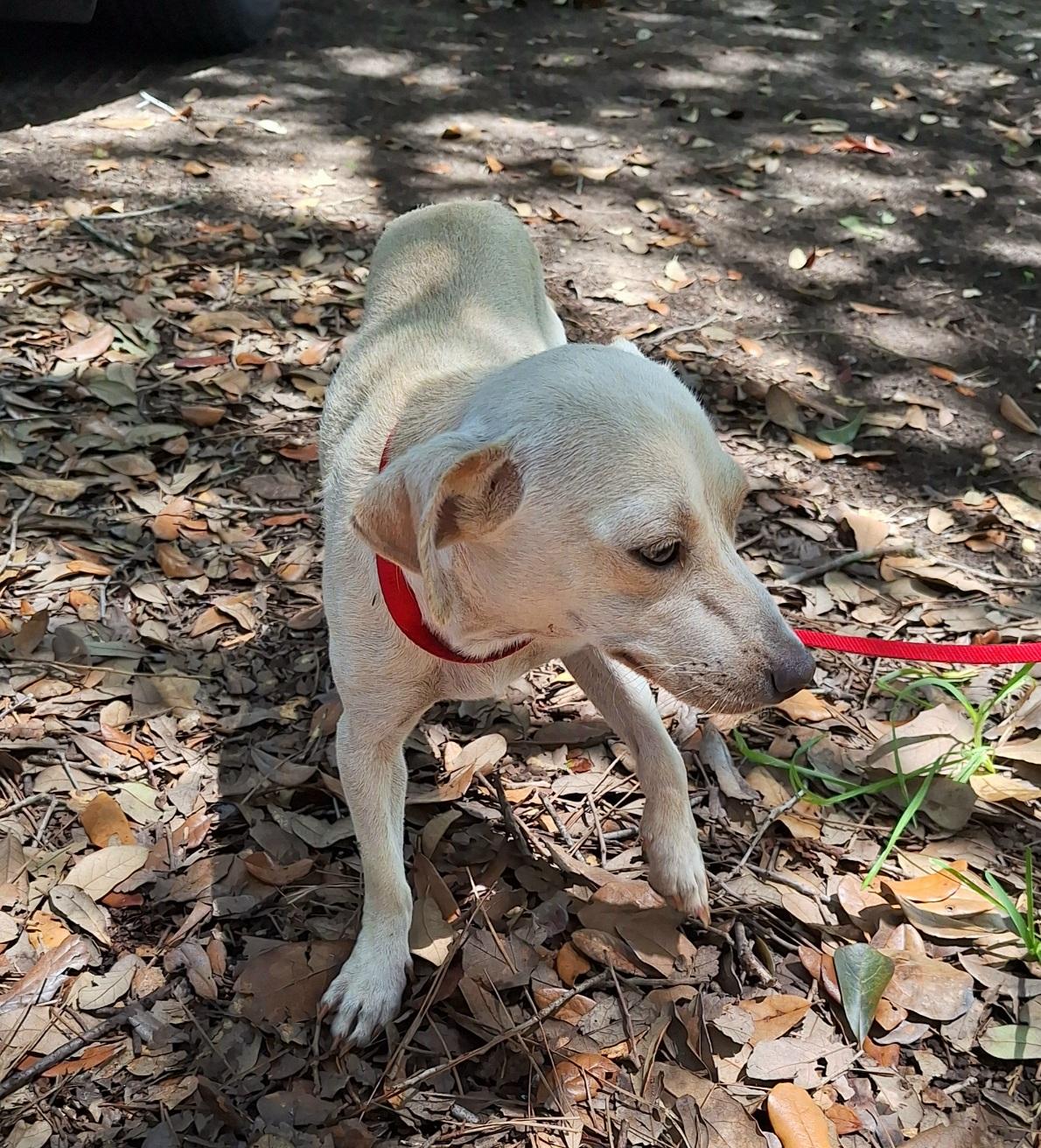 Elvia WV14597-T LOCAL Adoption Event in Woodinville 8/23, an adopted mixed breed in Woodinville, WA image 5/6